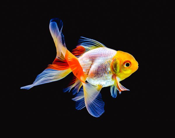 Shrewd like a goldfish: Myths about attention span and ways to craft appeal in a busy world